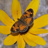 Pearl Crescent