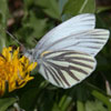 Mustard White