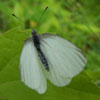 Mustard White