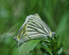 Mustard White