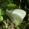 Mustard White