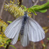 Mustard White
