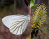 Mustard White