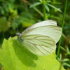 Mustard White