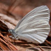 West Virginia White