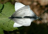 West Virginia White