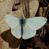 West Virginia White