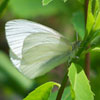 West Virginia White