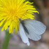 West Virginia White