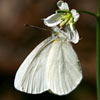 West Virginia White