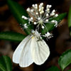 West Virginia White