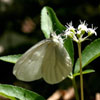 West Virginia White