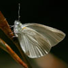 West Virginia White