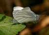 West Virginia White