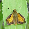 Hobomok Skipper