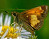 Hobomok Skipper