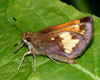 Hobomok Skipper