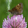 Hobomok Skipper