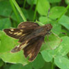 Hobomok Skipper