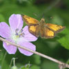 Hobomok Skipper