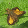 Hobomok Skipper
