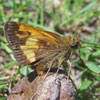 Hobomok Skipper