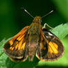 Hobomok Skipper
