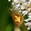 Mulberry Wing