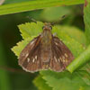 Mulberry Wing