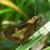 Mulberry Wing