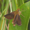 Mulberry Wing