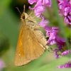 Broad-winged Skipper