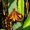 Broad-winged Skipper