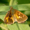 Broad-winged Skipper