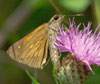 Broad-winged Skipper