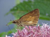 Broad-winged Skipper