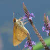 Broad-winged Skipper