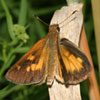 Broad-winged Skipper