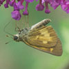 Broad-winged Skipper