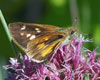 Broad-winged Skipper
