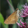 Broad-winged Skipper