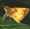 Zabulon Skipper
