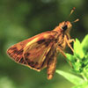 Zabulon Skipper