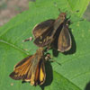 Zabulon Skipper