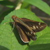 Zabulon Skipper