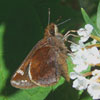 Zabulon Skipper