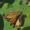 Zabulon Skipper