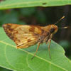 Zabulon Skipper