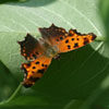 Eastern Comma