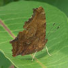 Eastern Comma